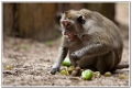 macaque (3)